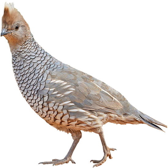 Scaled Blue Quail